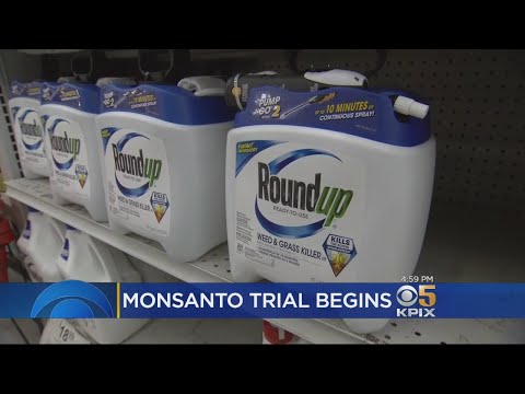 Trial Begins Seeking To Prove Monsanto's Roundup Caused Man's Cancer