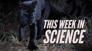Cure for cervical cancer, black leopard sighting & Mars One goes bankrupt – This Week in Science