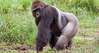 Portrait of western lowland gorilla (Gorilla gorilla gorilla), Bayanga, Central African Republic