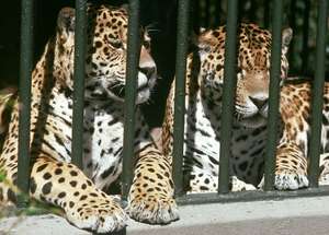 Two jaguars in a zoo.