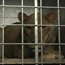 WATCH: New lease on life in SA for two lions rescued from notorious Gaza zoo