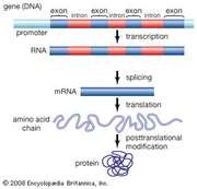Genes are made up of promoter regions and alternating regions of introns (noncoding sequences) and exons (coding sequences). The production of a functional protein involves the transcription of the gene from DNA into RNA, the removal of introns and splicing together of exons, the translation of the spliced RNA sequences into a chain of amino acids, and the posttranslational modification of the protein molecule.