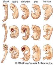 The embryos of many animals appear similar to one another in the earliest stages of development and progress into their specialized forms in later stages.