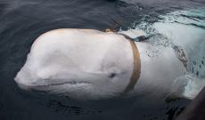 Norway thinks it captured a Beluga whale that was spying for Russia