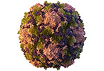 3D representation of a single poliovirus particle