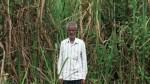 Cauvery, a river under stress: The plight of Mandya's farmers — and of TN's fluorosis belt residents