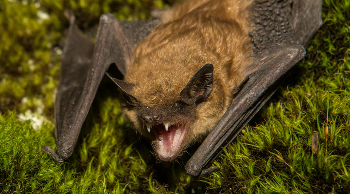Screeching bat