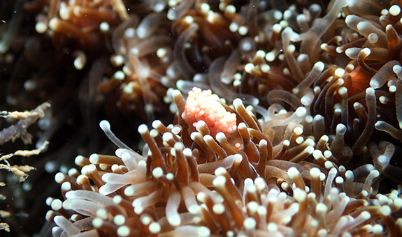 Strange coral spawning helping reef
