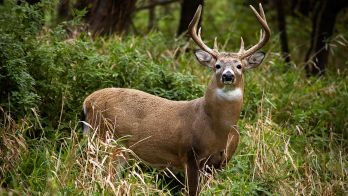 Former Michigan lawmaker captures photo of 'one-in-a-million' 3-antler deer