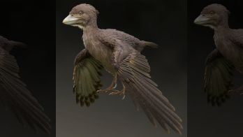 120M-year-old bird that lived during the age of dinosaurs discovered in Japan