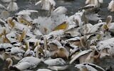 Great white pelicans eat fish provided by Israeli farmers in a water reservoir in the Emek Hefer valley north of Tel Aviv on November 15, 2019 (MENAHEM KAHANA / AFP)