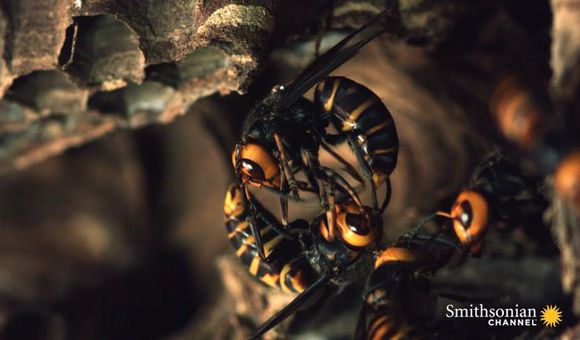 Preview thumbnail for video'Two Giant Killer Hornet Colonies Battle to the Death