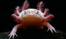 Salamanders Can Regrow Body Parts. So Could We?