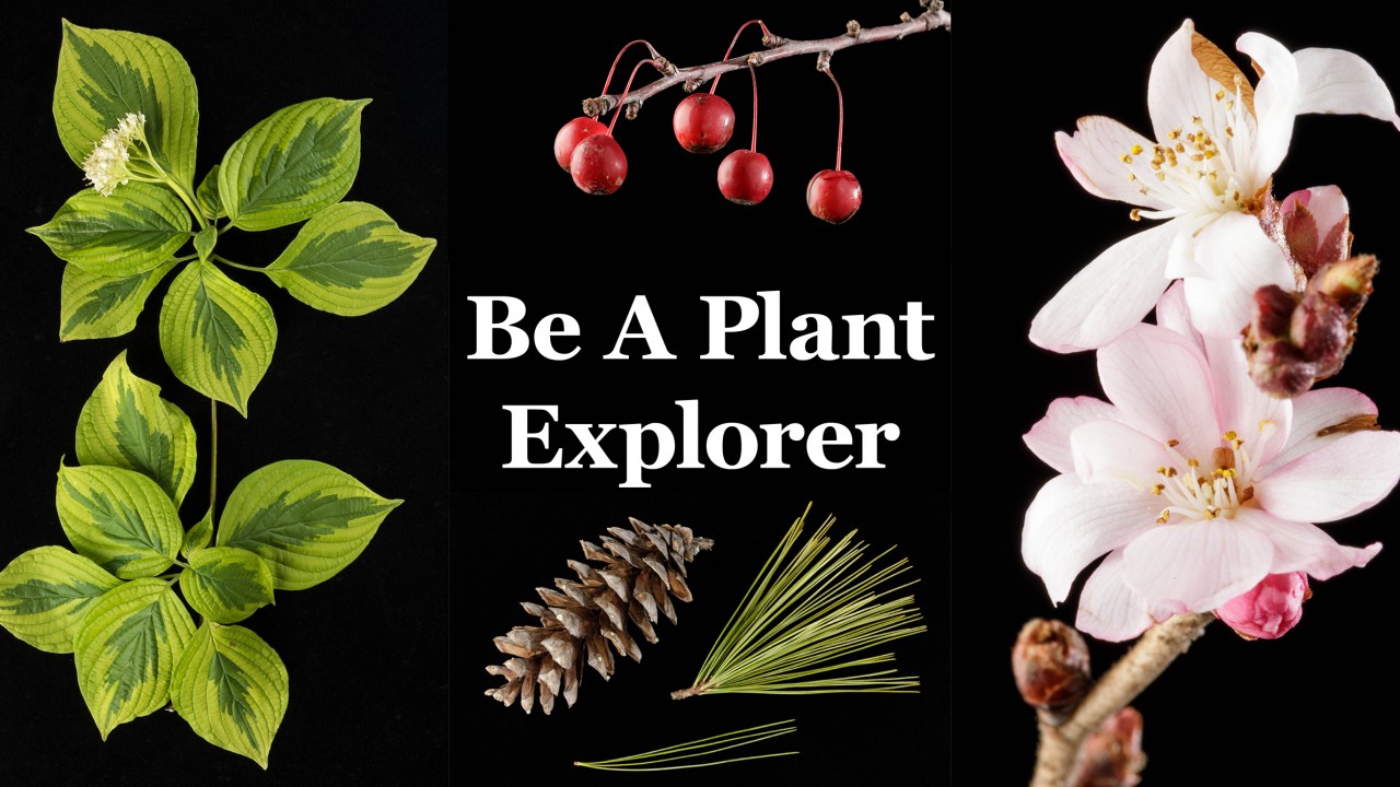 Collage which introduces Plant Explorer. Cornus alternifolia variegated foliage with flower on left, ornamental Malus fruits on center top, Pinus strobus cone and foliage on center bottom, Prunus subhirtella 'Autumnalis' flowers on right. Text reading "Be A Plant Explorer" centered.