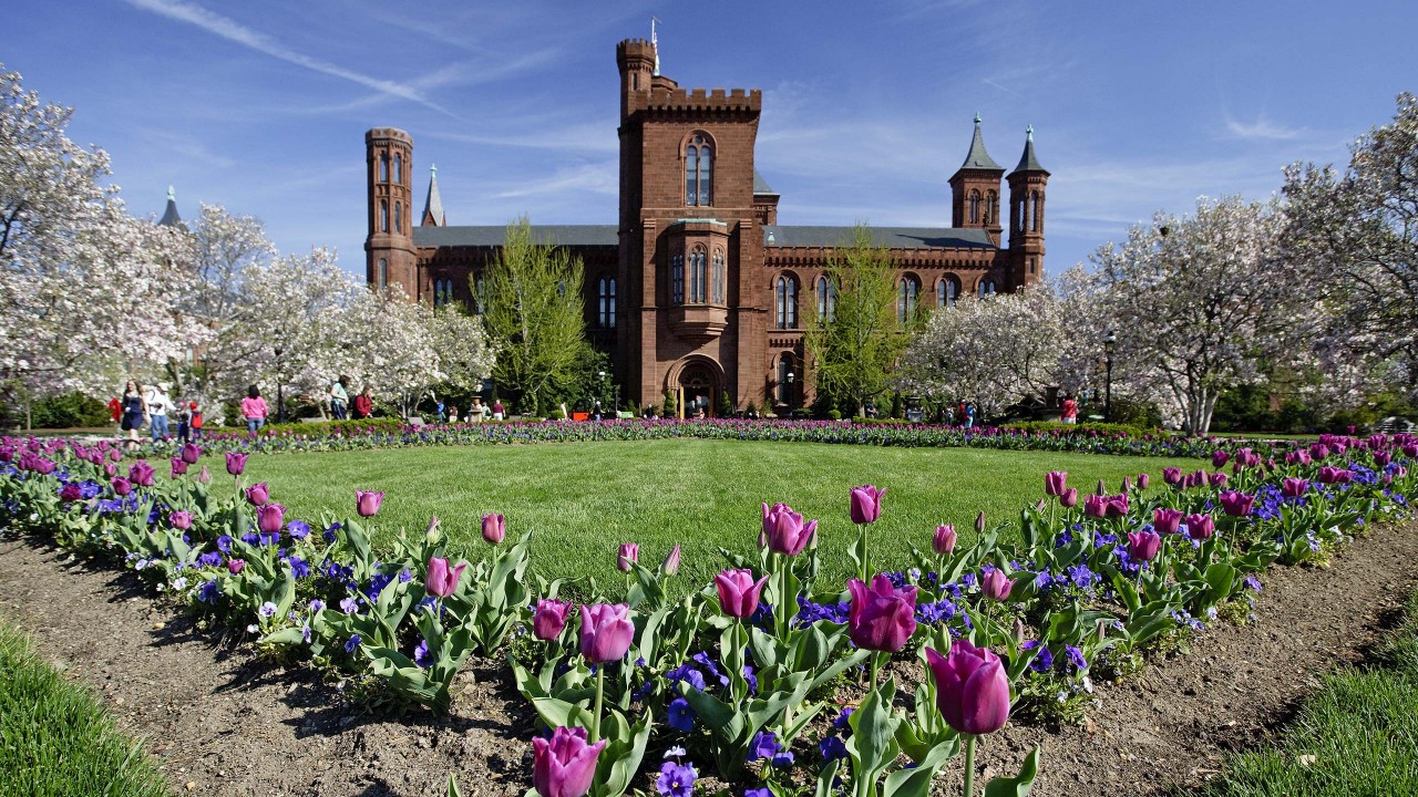 Purple tulips and blue pansies planted in a diamond pattern in the lawn and pink-blooming magnolia trees with red-stone Smithsonian Castle behind