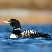 A Yellow-billed Loon swimming in a small lake