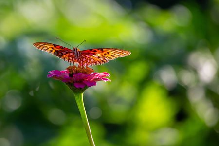 Expert tips for creating a pollinator garden at home