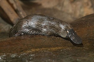 Platypuses May Face Long-Term Problems From Wildfires