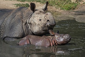 Photo for Month-Old Rhino Calf Enters Zoo Safari Park's Field Exhibit For First Time