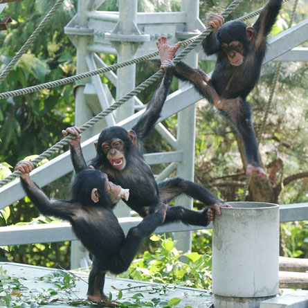 チンパンジーのこどもたち アユム・クレオ・パル