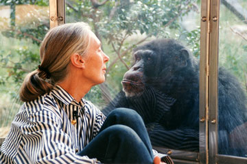 ジェーン・グドール博士とチンパンジー