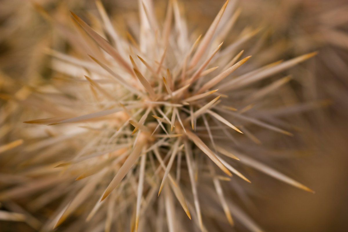 A close up photo of a cactus spikes.
