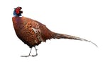 This year's state pheasant opener is Oct. 10.
