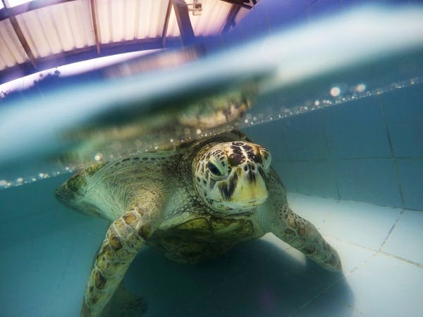 In 2017, a female green sea turtle nicknamed Bank swims in a pool at Sea Turtle Conservation Center n Chonburi Province, Thailand. A massive new study