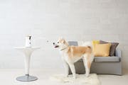 The Furbo ($249) allows pet owners to watch — and treat — their dogs remotely.