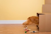 How Pets Effect the Purchase Process