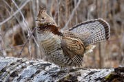 Minnesota will turn to habitat-making expertise as it tries to bump up the population of ruffed grouse in the state — and more birds, in turn, would