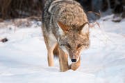 Coyotes have shown a remarkable ability to adapt to any surrounding: rural or city.