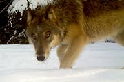 The U.S. Fish and Wildlife Service is expected to remove the gray wolf from the endangered species list.