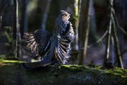 An annual hunt in Grand Rapids, Minn., is used to study the populations of ruffed grouse (above) and woodcock. This year’s hunt revealed seemingly g