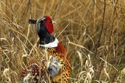 Ringneck pheasant hunting season runs until Jan. 1, but snow could cause problems.