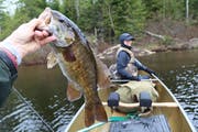 With his wife, Jan, paddling in the bow, Dennis Anderson sought walleyes and smallmouth bass in Ensign Lake in the BWCA on Thursday. The day was heavi
