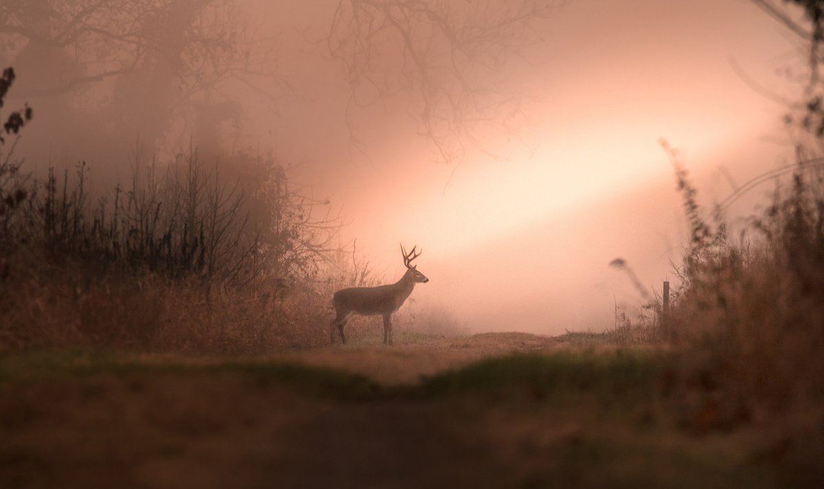 Deer stands in foggy morning mist 