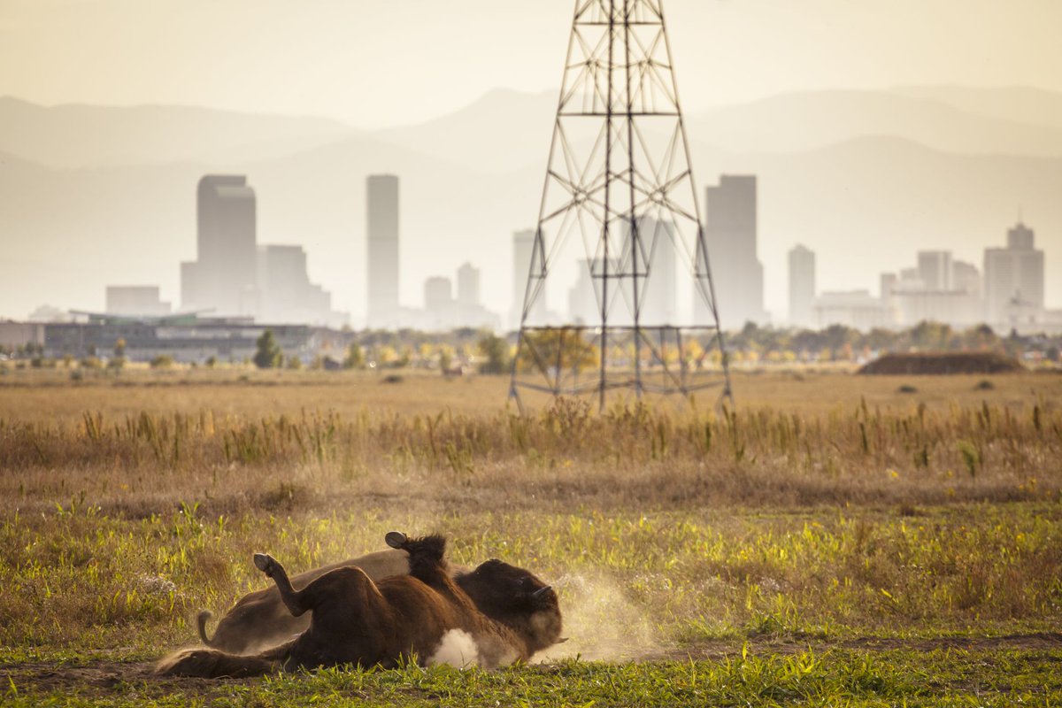 A bison rolling in dusty grass with a tower and the Denver skyline in the background