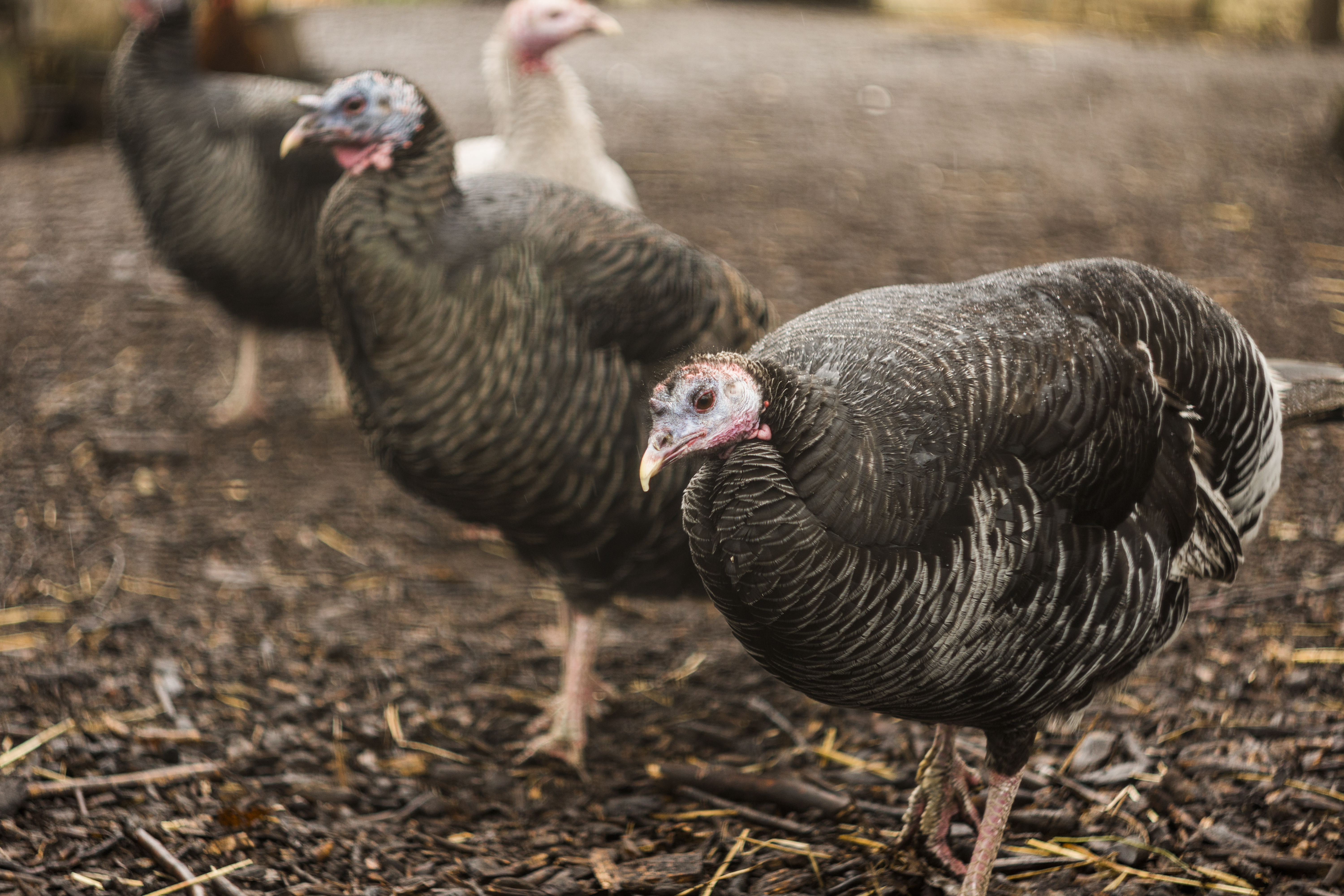 A photo of four turkeys in a farm.