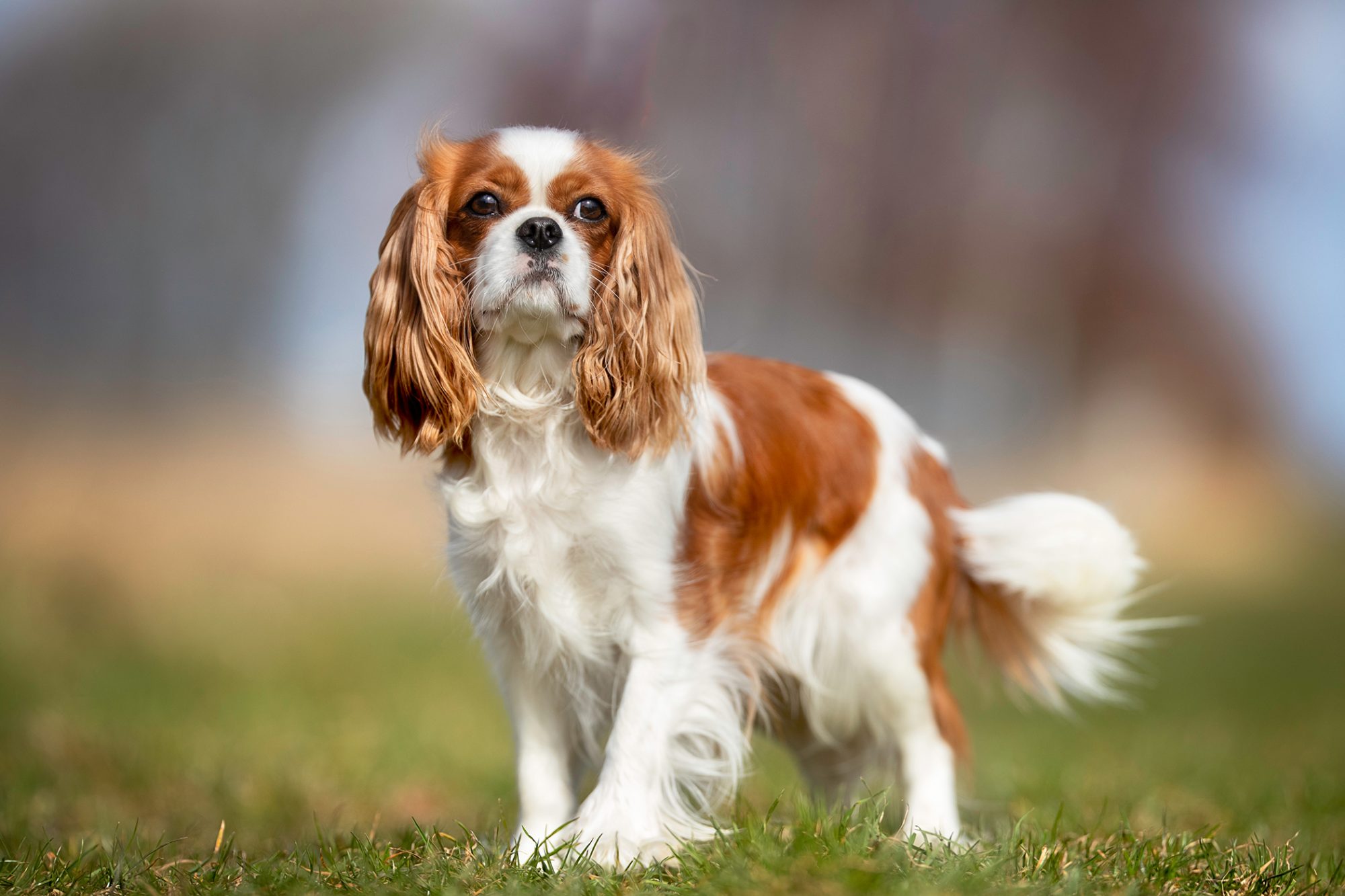 Red and white spaniel stands in grass