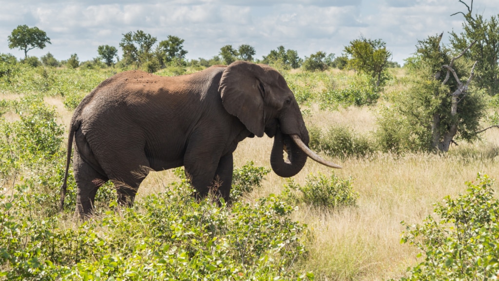 An elephant stands alone in Kruger National Park, South Africa. Landmines endanger the migration of elephants between South Africa's Kruger National Park and Zimbabwe's Gonarezhou National Park. (Department of State photo)