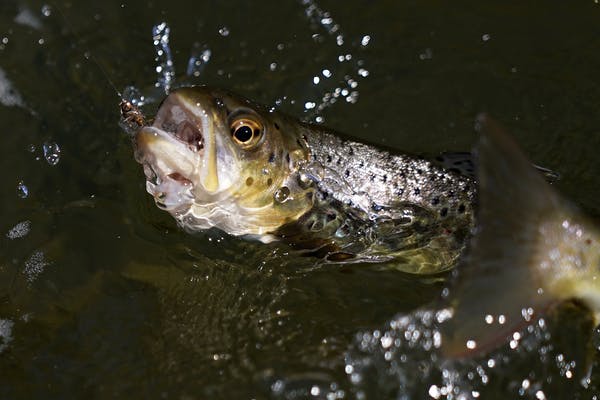 File photo of a brown trout. ANTHONY SOUFFLE • anthony.souffle@startribune.com