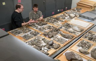 Geologists examining fossils in an archive