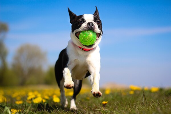 photo of dog with ball
