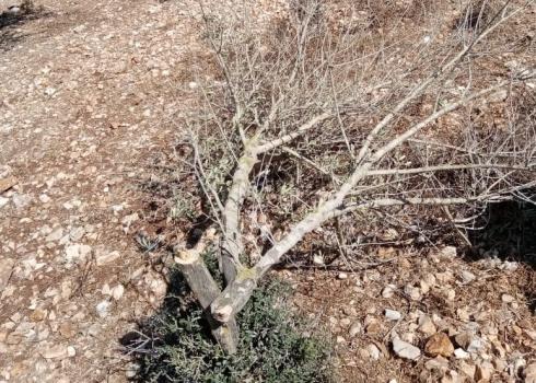 A mutilated tree in Kafr Qadum, 22 Oct. 2020. Photo by Salah a-Din Shteiwi