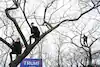 Some Trump supporters climbed trees Wednesday to view the crowd.