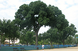 The original 'Jefferson' American elm.