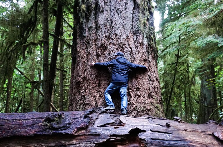 An 800-year-old Douglas fir on Vancouver Island, Canada. <a href="https://www.nytimes.com/2020/07/27/science/trees-immortality.html"
