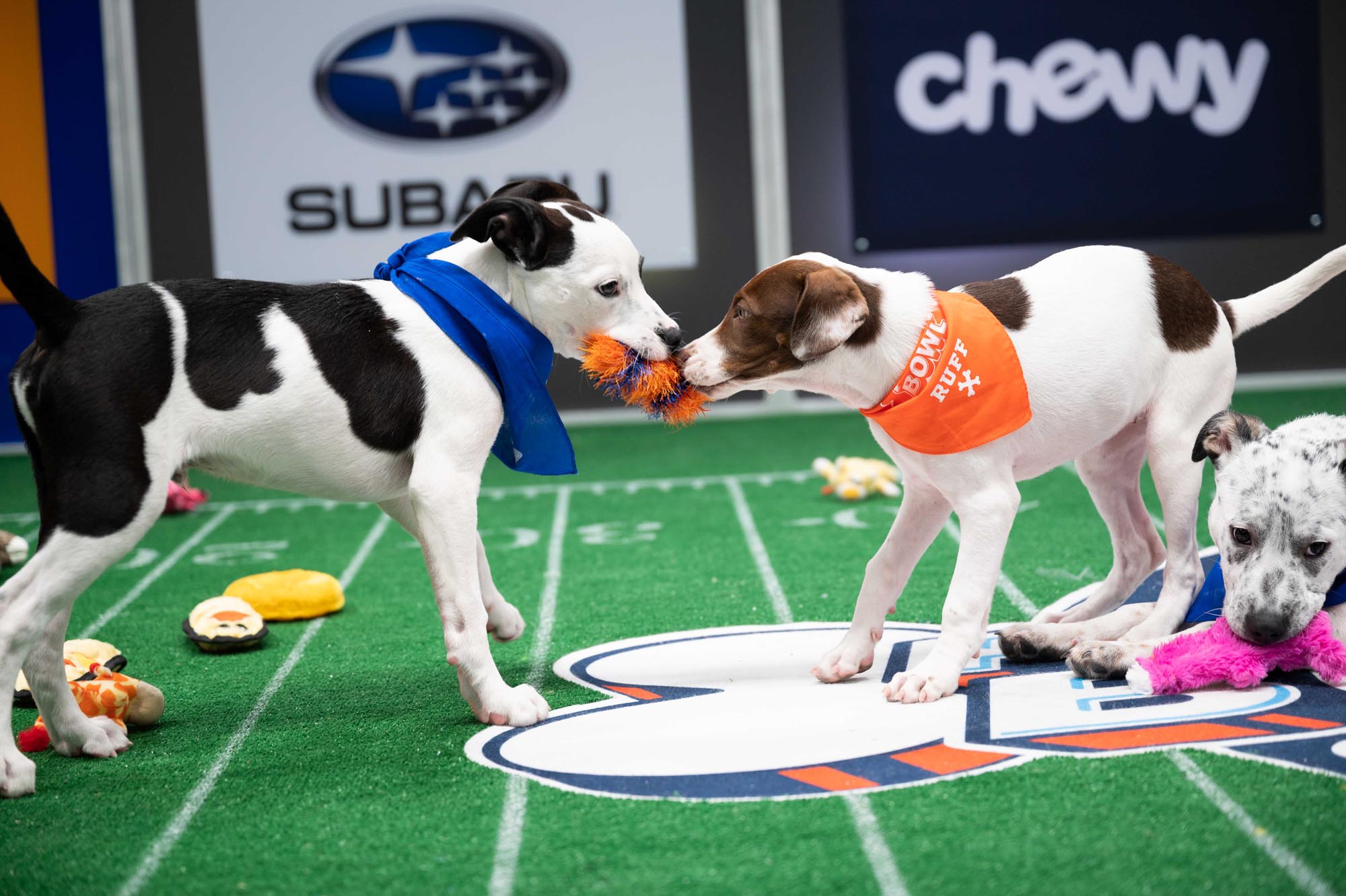 Here are all 70 puppies competing in Puppy Bowl XVII