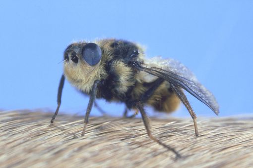 Close up of a botfly